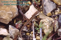 Anolis ophiolepis Maennchen