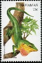 Anolis smaragdinus